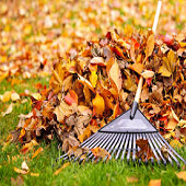 piles of leaves ready to rake